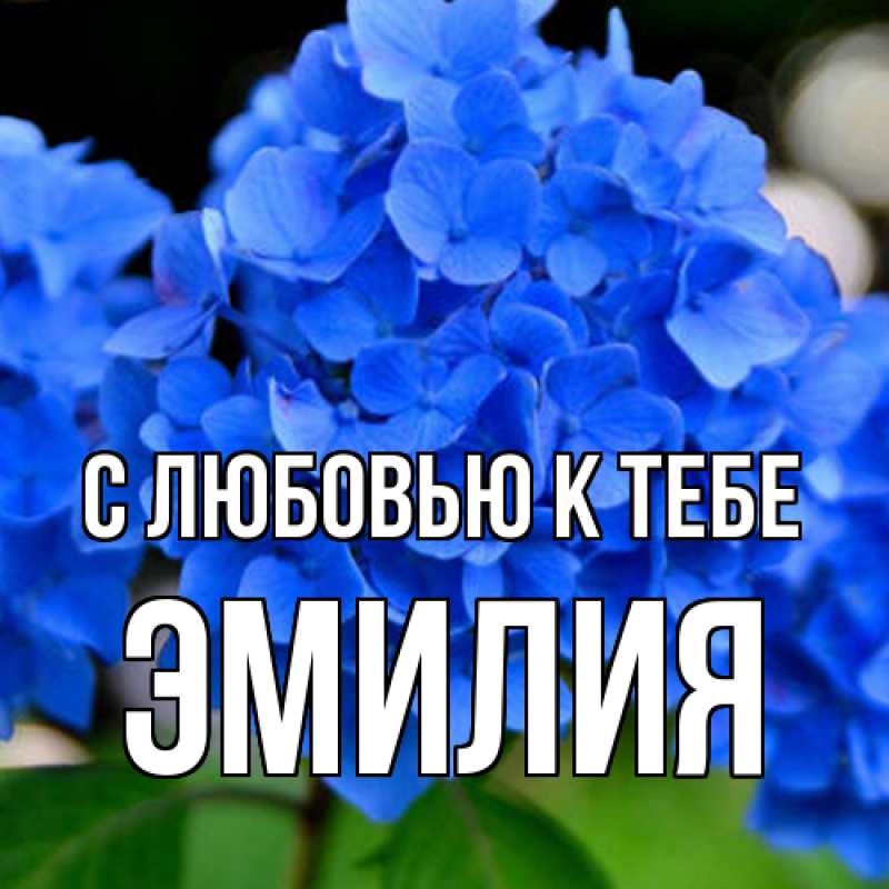 Картинка С любовью к тебе, Эмилия