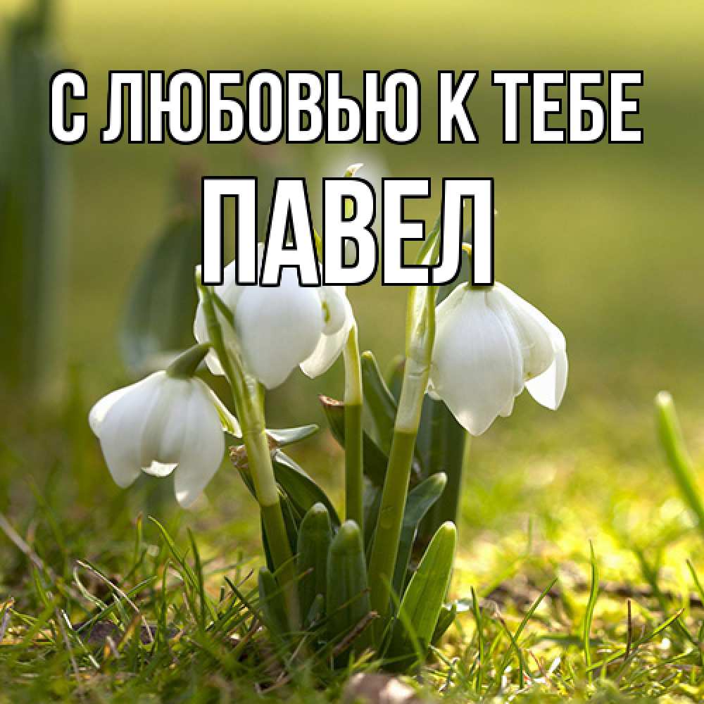 Открытка  с именем. Павел, С любовью к тебе  