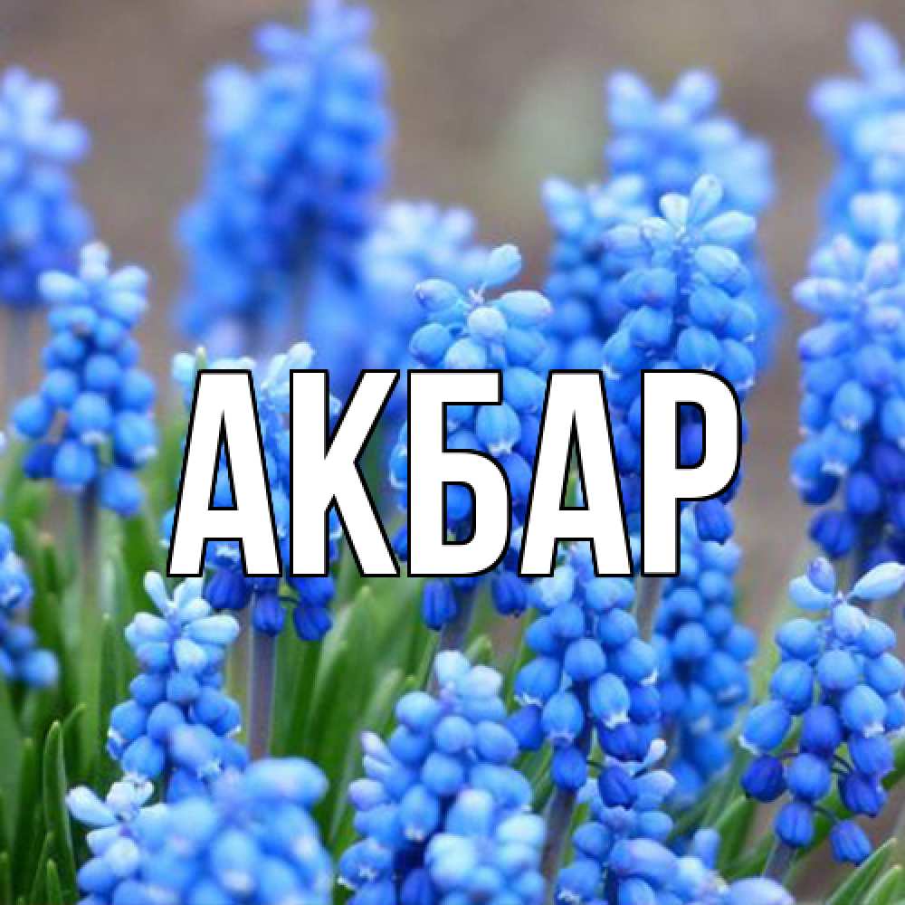 Открытка  с именем. Акбар, Главная  