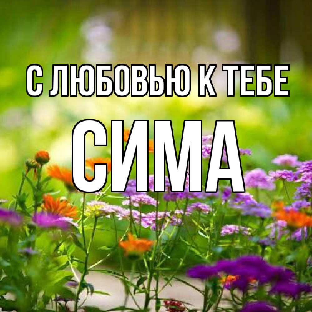 Открытка  с именем. Сима, С любовью к тебе  