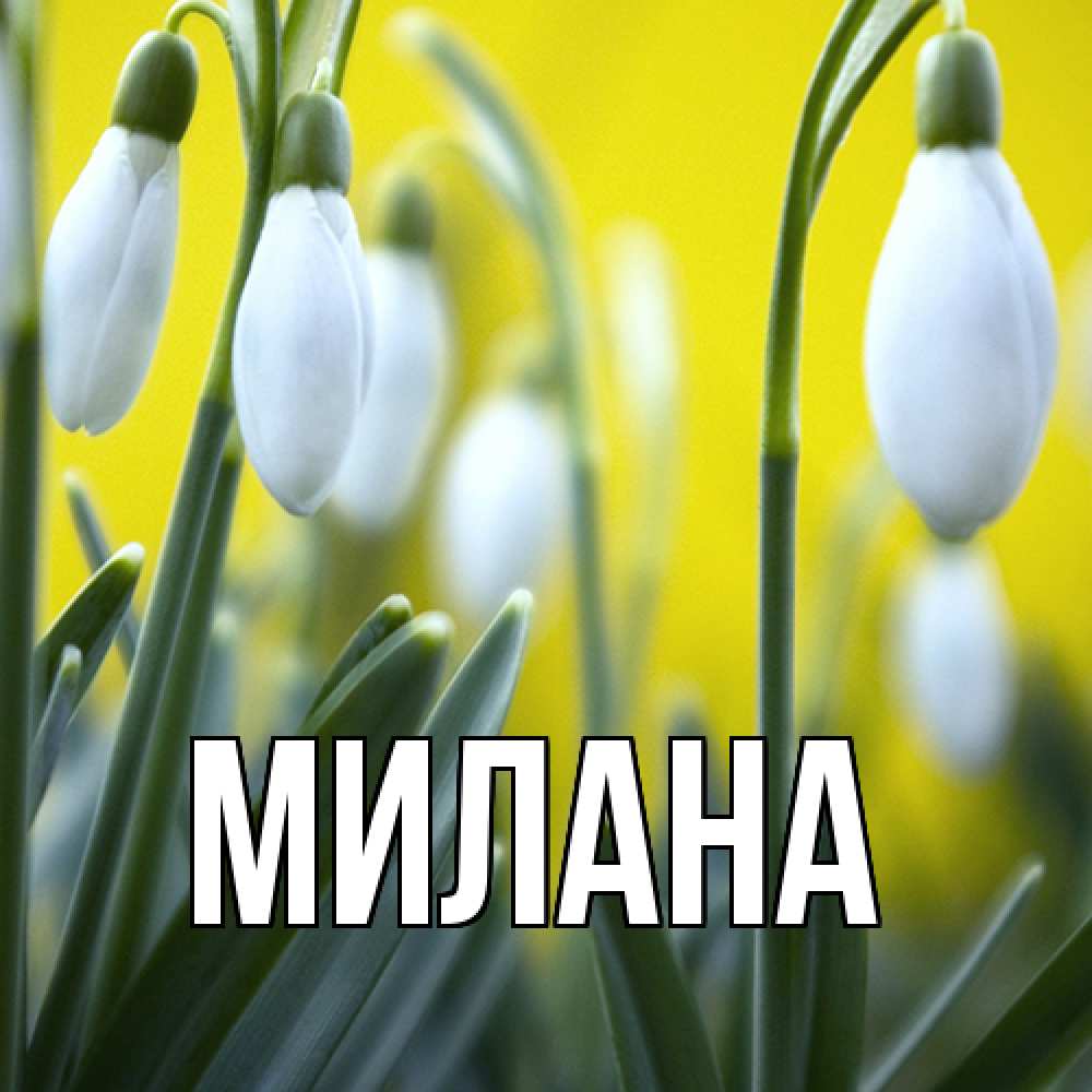 Открытка  с именем. Милана, Главная  