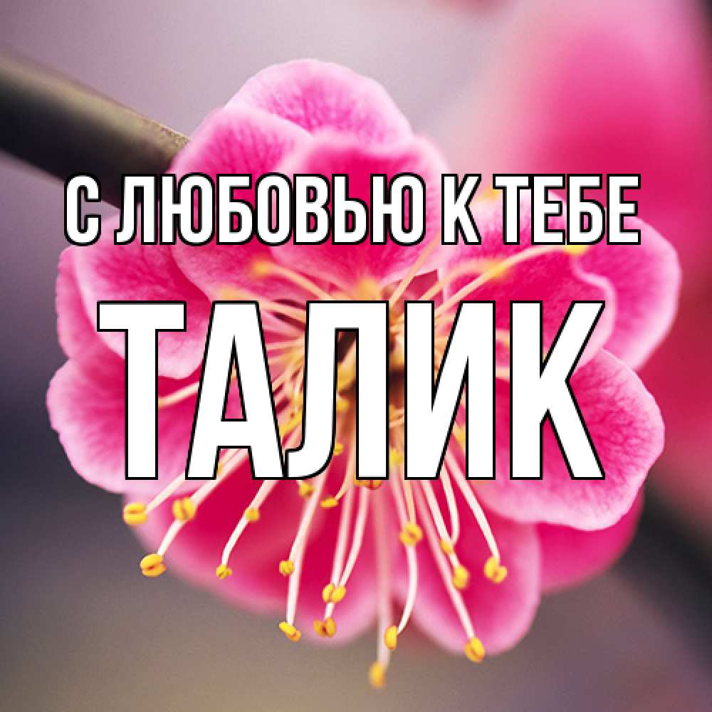 Открытка  с именем. Талик, С любовью к тебе  