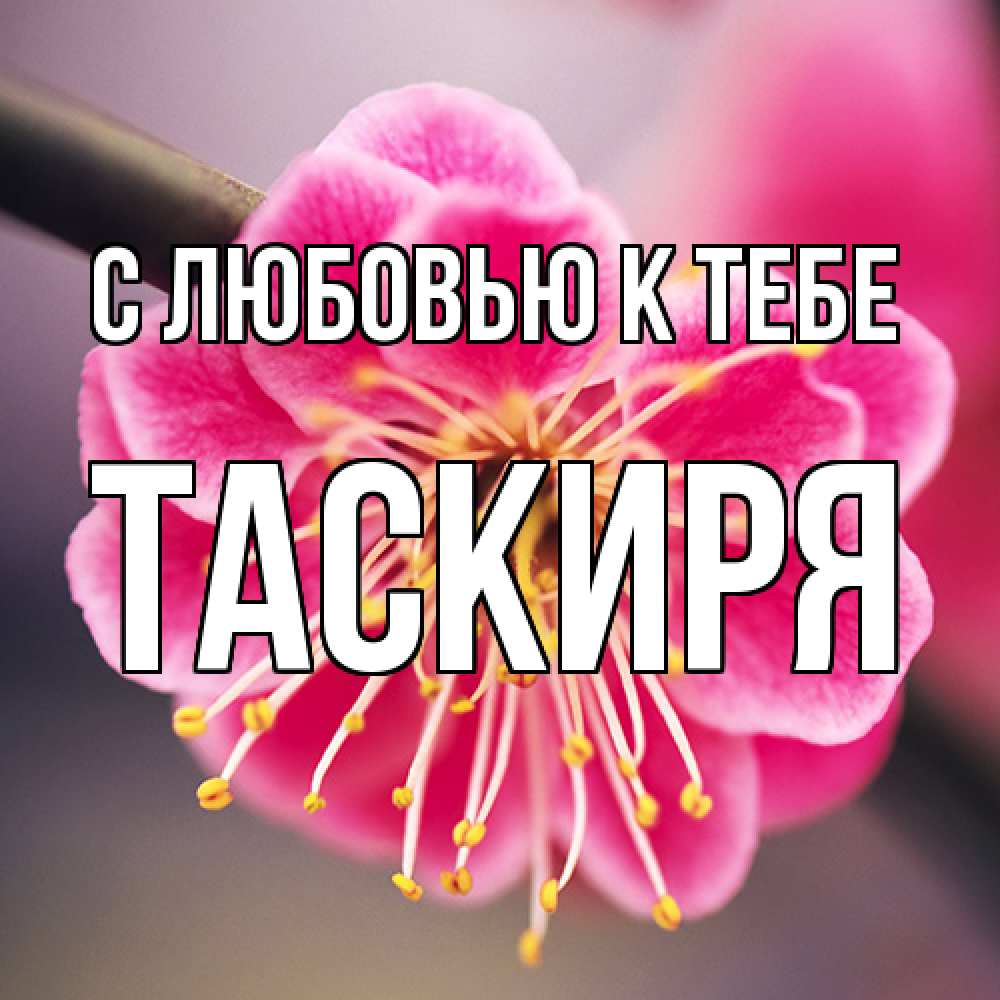 Открытка  с именем. Таскиря, С любовью к тебе  