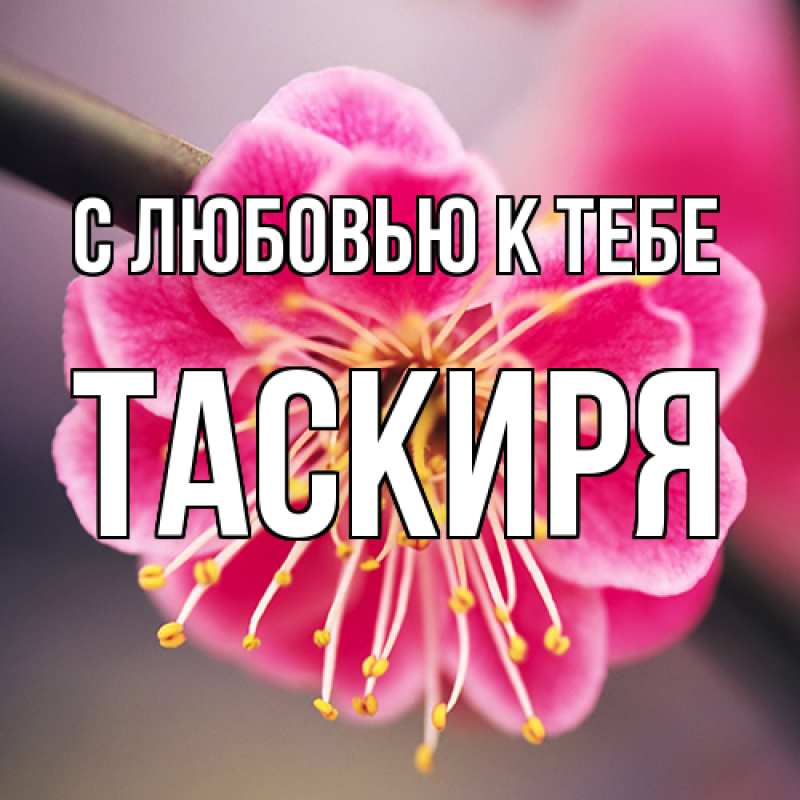 Картинка С любовью к тебе, Таскиря