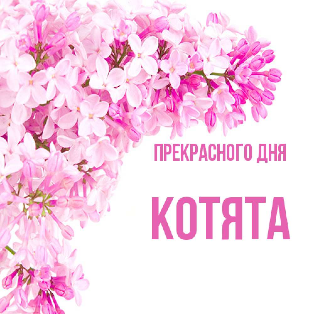Открытка  с именем. Котята, Прекрасного дня  