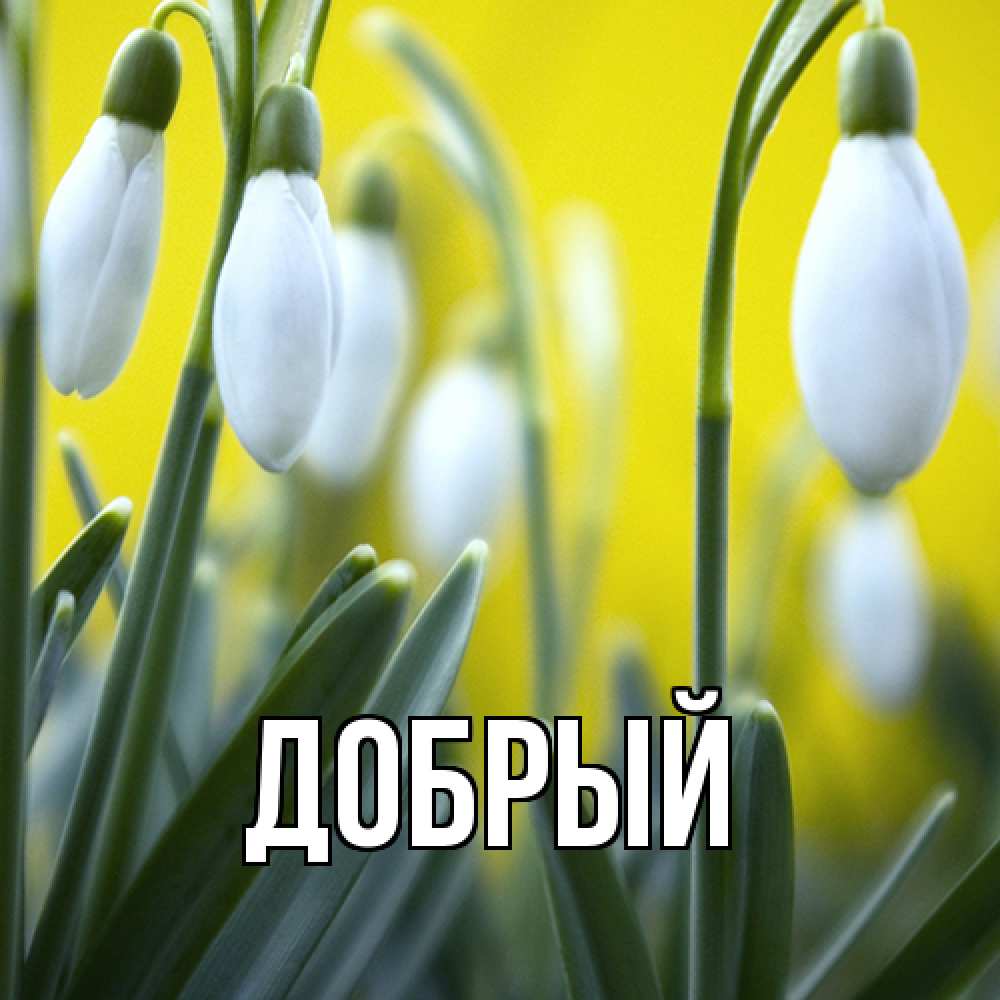 Открытка  с именем. Добрый, Главная  