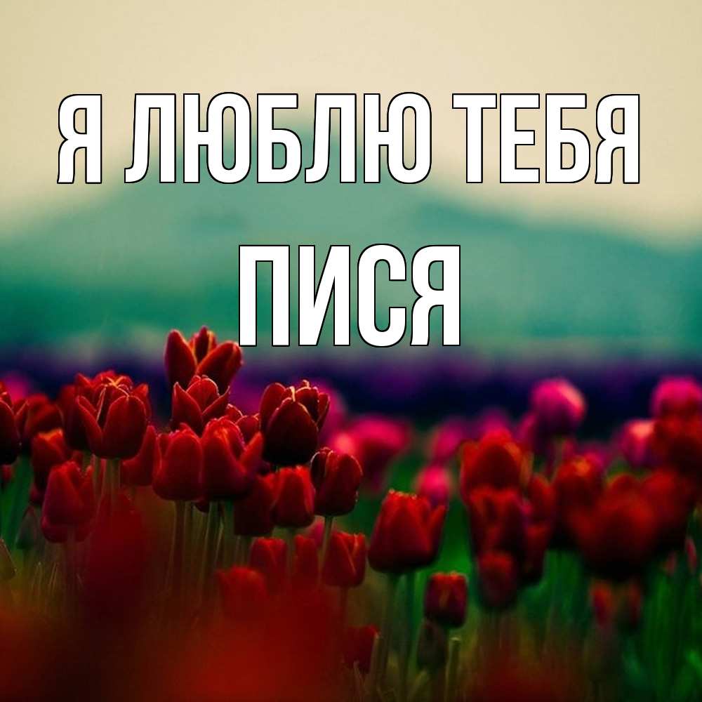Открытка  с именем. пися, Я люблю тебя  