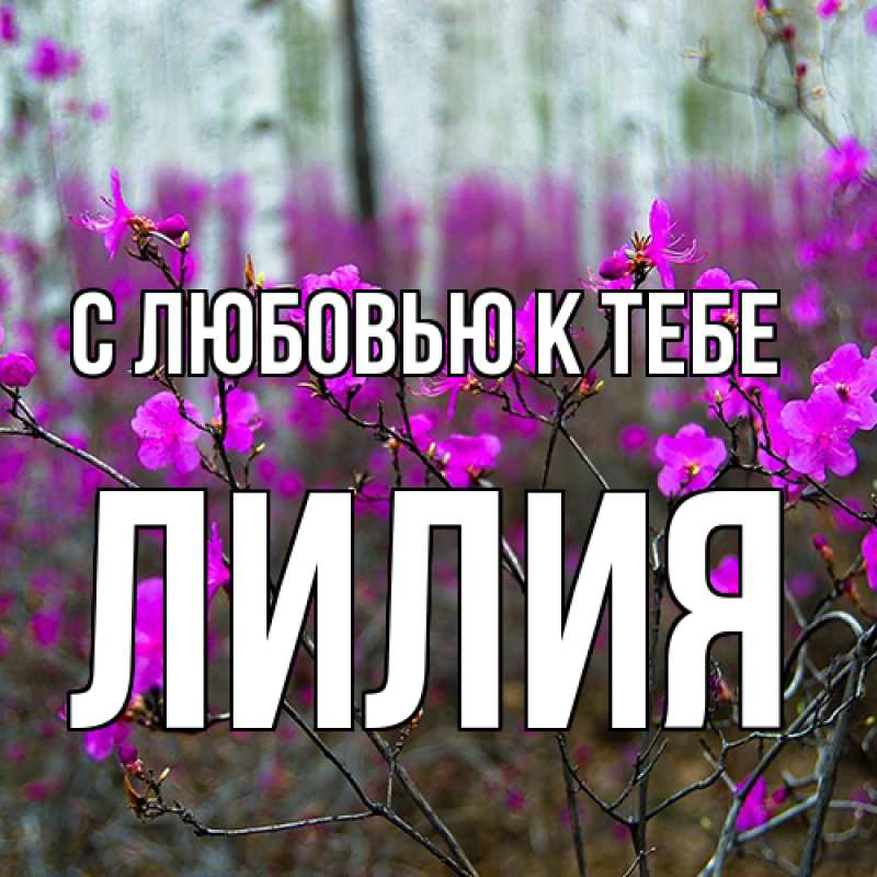 Картинка С любовью к тебе, ЛИлия