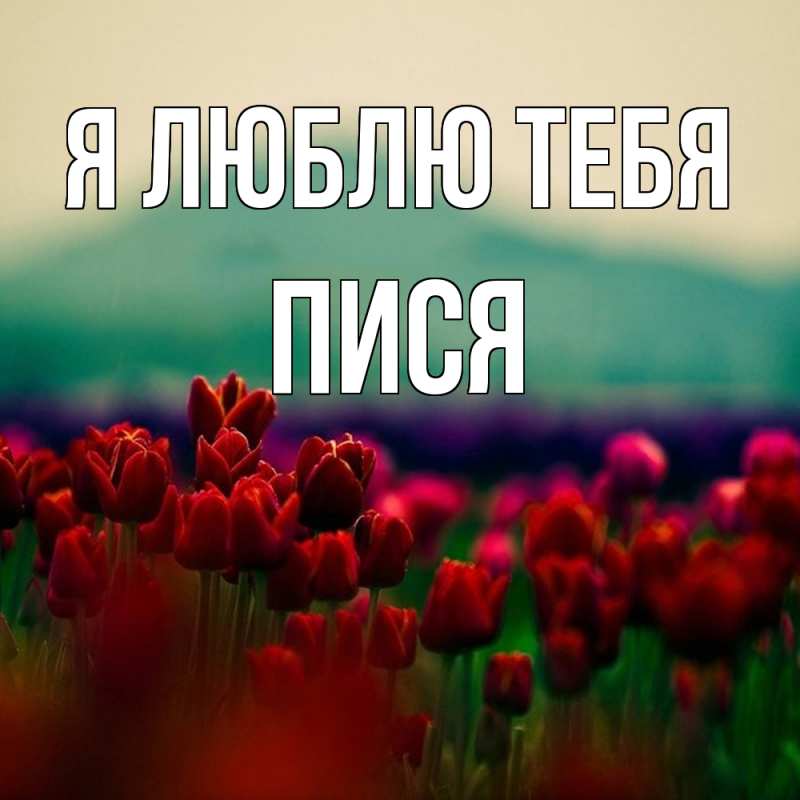 Картинка Я люблю тебя, пися