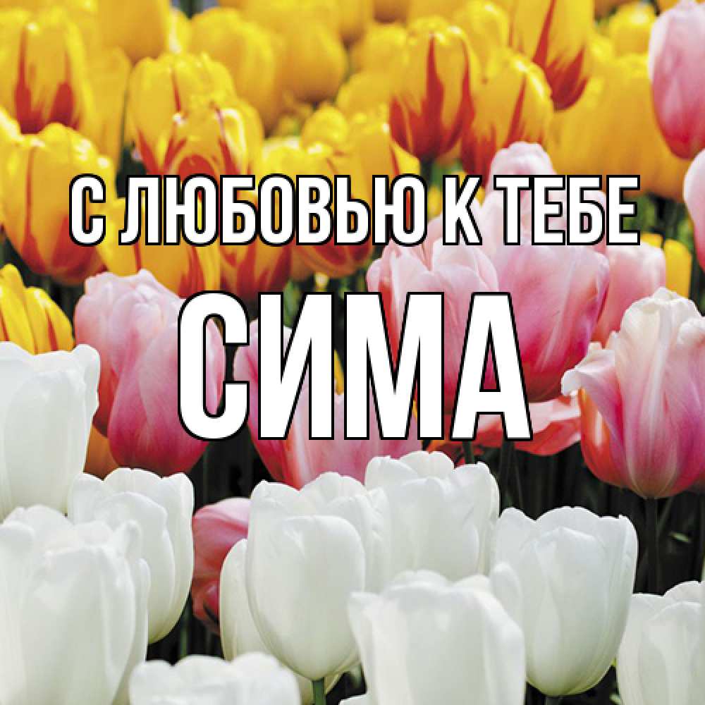 Открытка  с именем. Сима, С любовью к тебе  