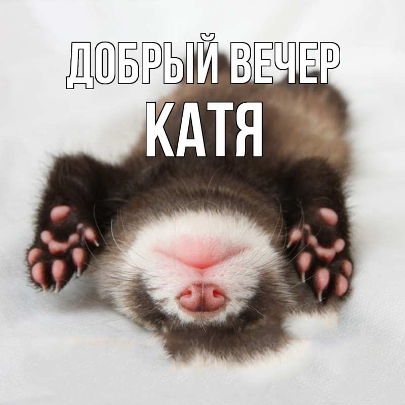 Картинка Добрый вечер, Катя