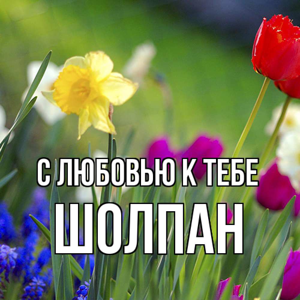 Открытка  с именем. Шолпан, С любовью к тебе  