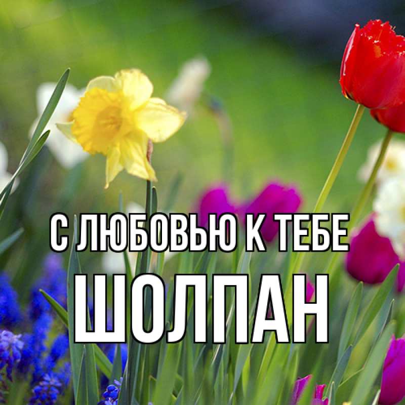 Картинка С любовью к тебе, Шолпан