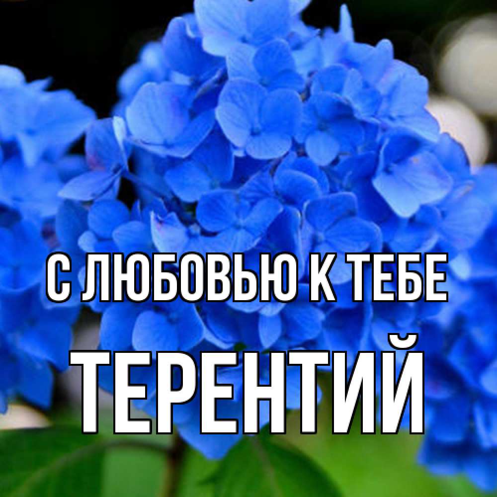 Открытка  с именем. Терентий, С любовью к тебе  