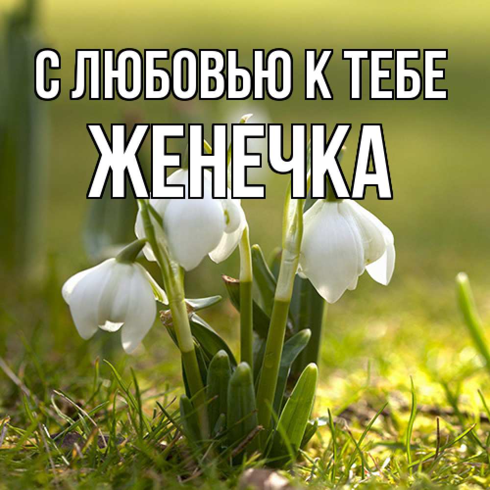 Открытка  с именем. Женечка, С любовью к тебе  