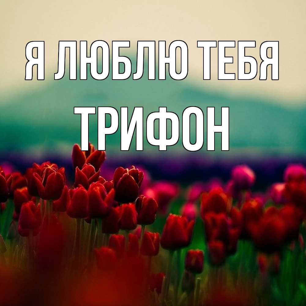 Открытка  с именем. Трифон, Я люблю тебя  