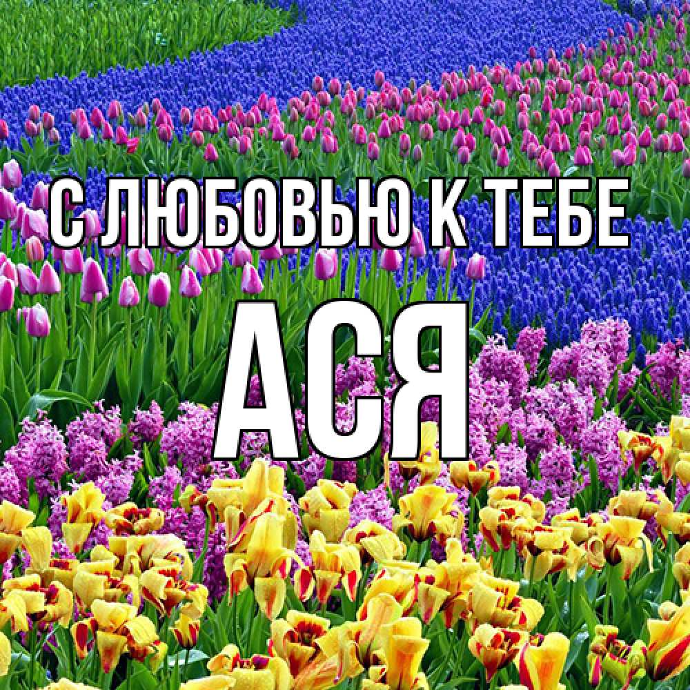 Открытка  с именем. Ася, С любовью к тебе  