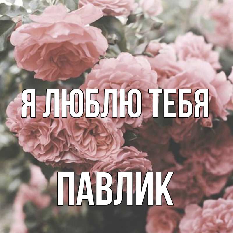 Картинка Я люблю тебя, Павлик
