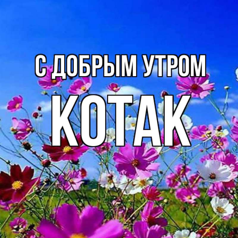 Картинка С добрым утром, КОТАК
