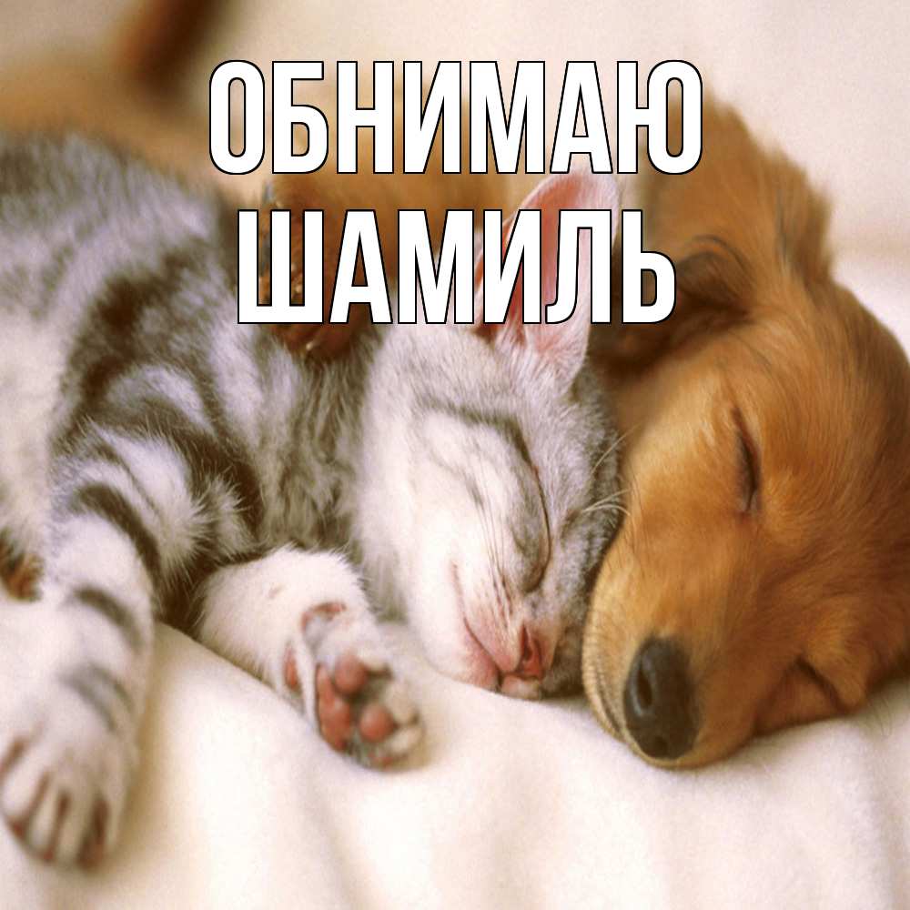 Открытка  с именем. Шамиль, Обнимаю  