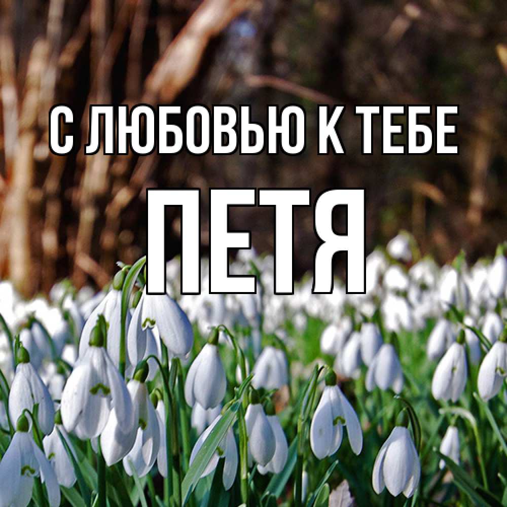 Открытка  с именем. петя, С любовью к тебе  