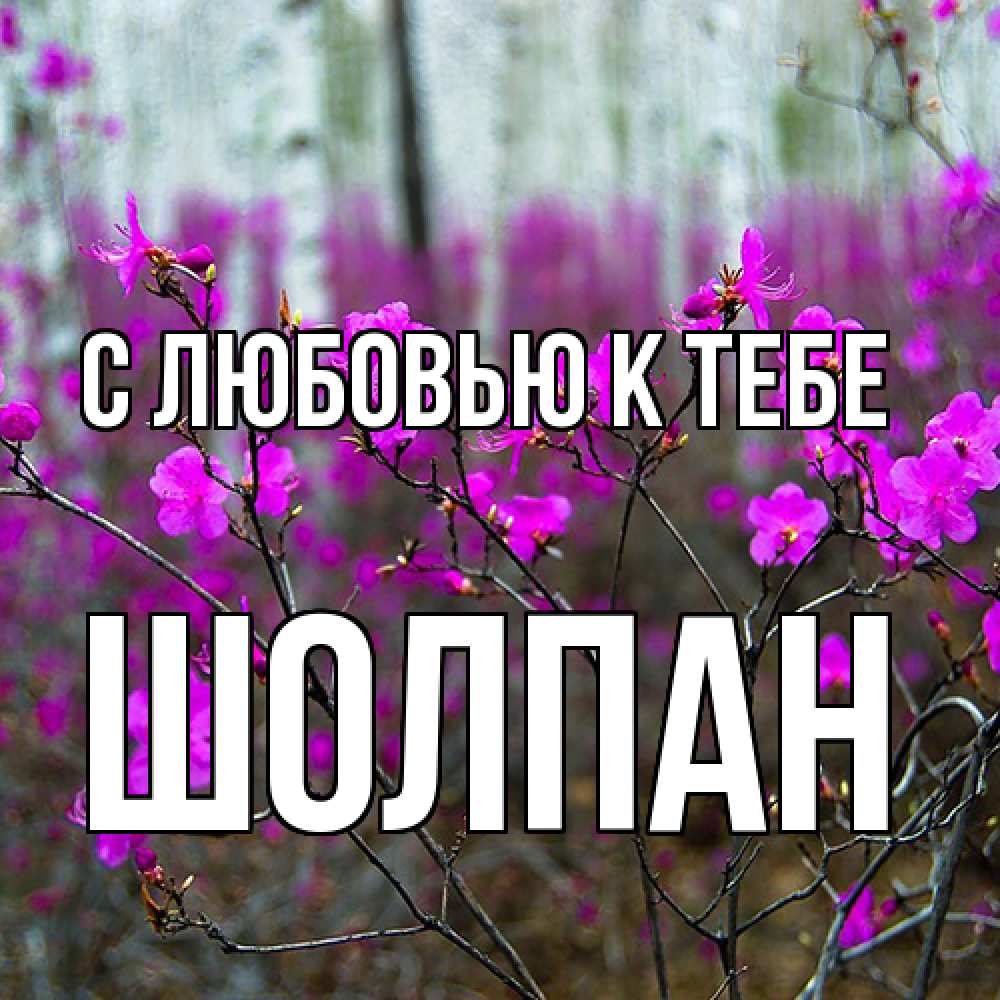 Открытка  с именем. Шолпан, С любовью к тебе  