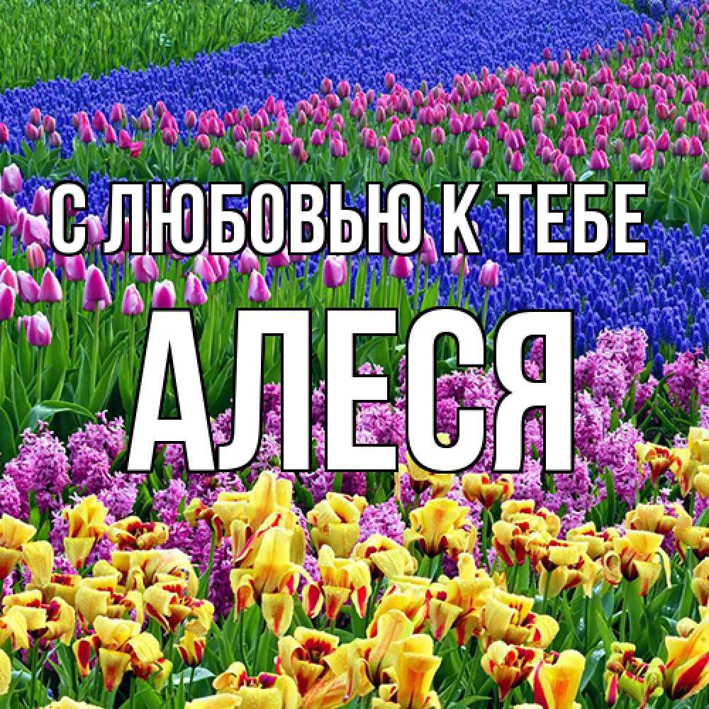 Открытка  с именем. Алеся, С любовью к тебе  