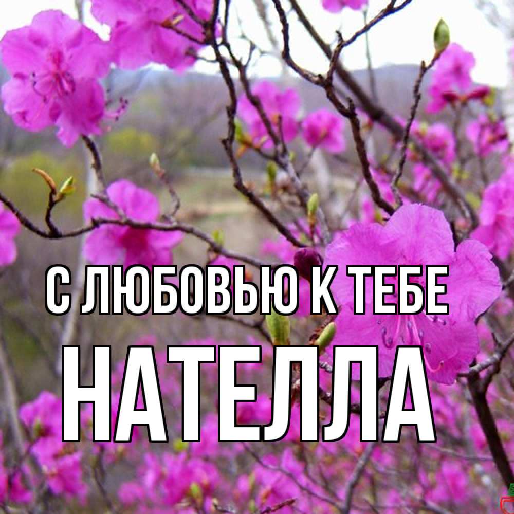 Открытка  с именем. Нателла, С любовью к тебе  