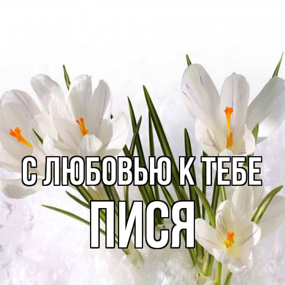 Открытка  с именем. пися, С любовью к тебе  