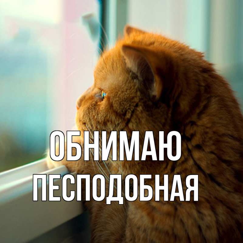 Картинка Обнимаю, Песподобная