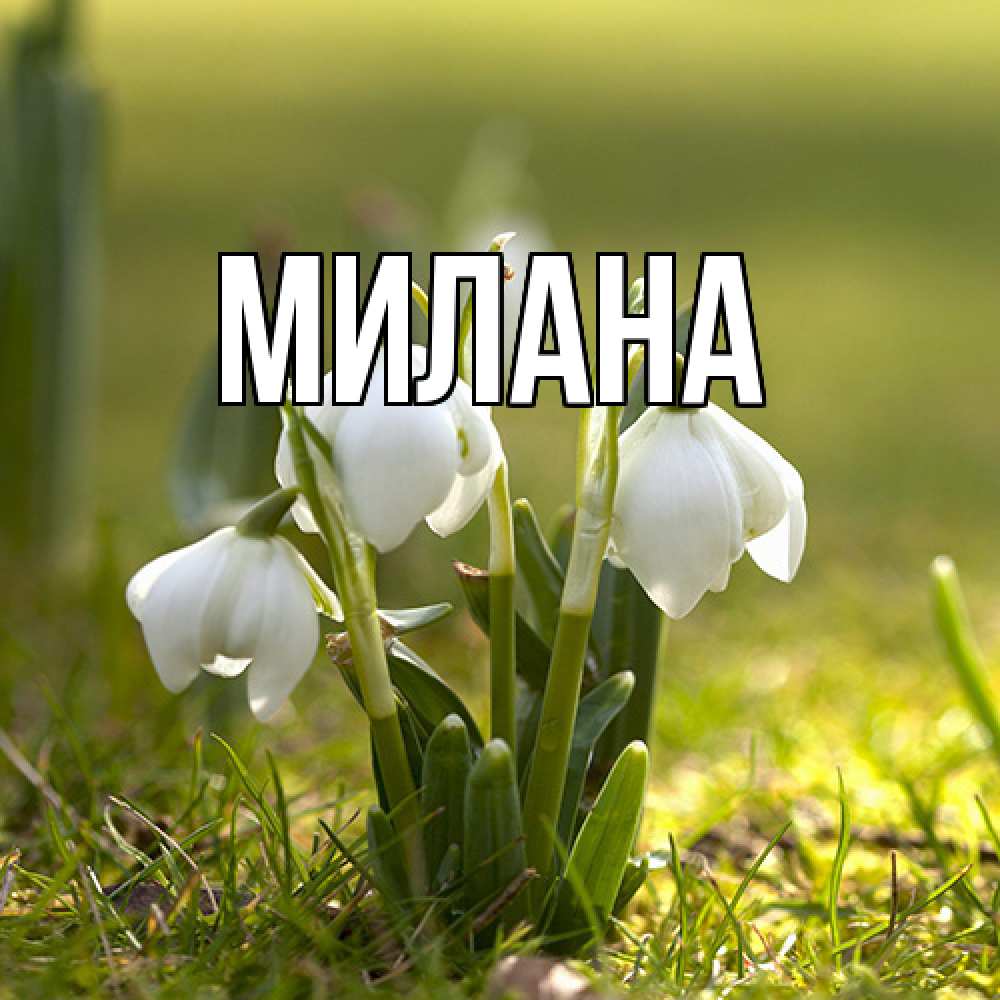 Открытка  с именем. Милана, Главная  