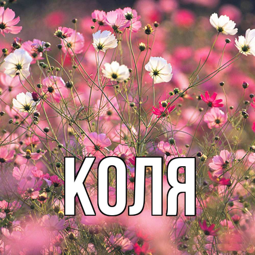 Открытка  с именем. коля, Главная  