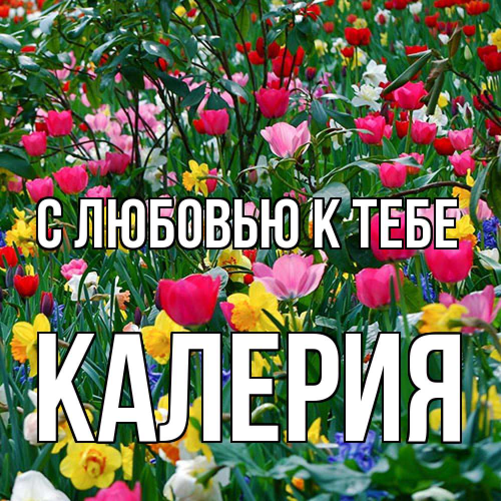 Открытка  с именем. Калерия, С любовью к тебе  