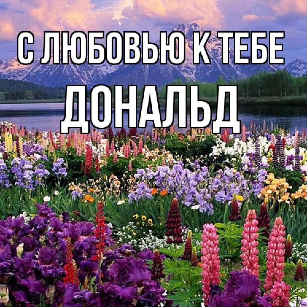 Открытка  с именем. Дональд, С любовью к тебе  