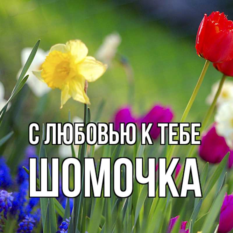 Картинка С любовью к тебе, Шомочка
