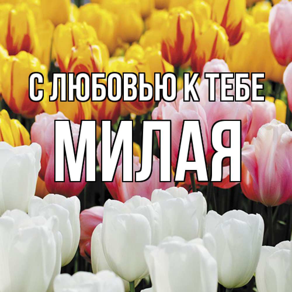 Открытка  с именем. МИЛАЯ, С любовью к тебе  