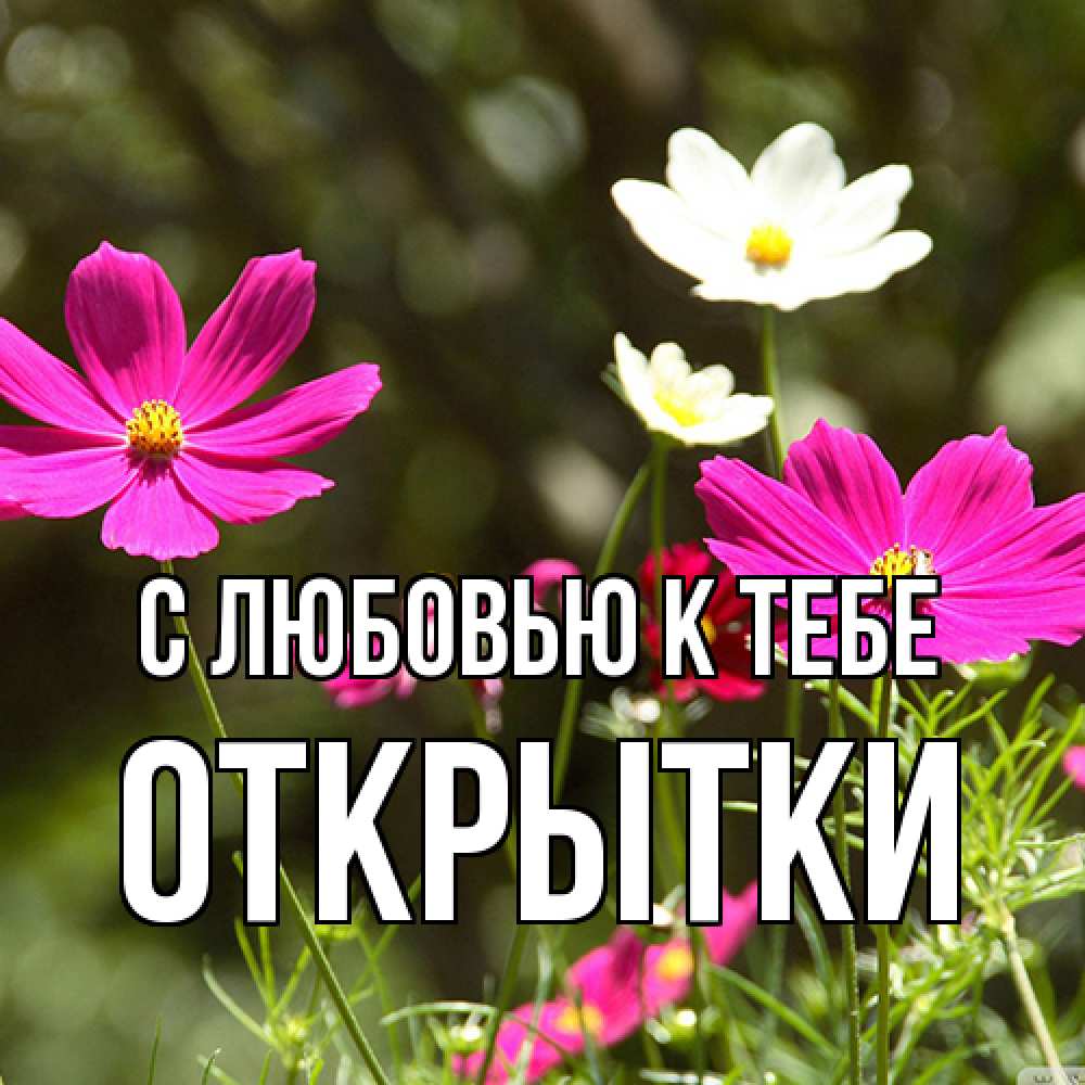 Открытка  с именем. открытки, С любовью к тебе  