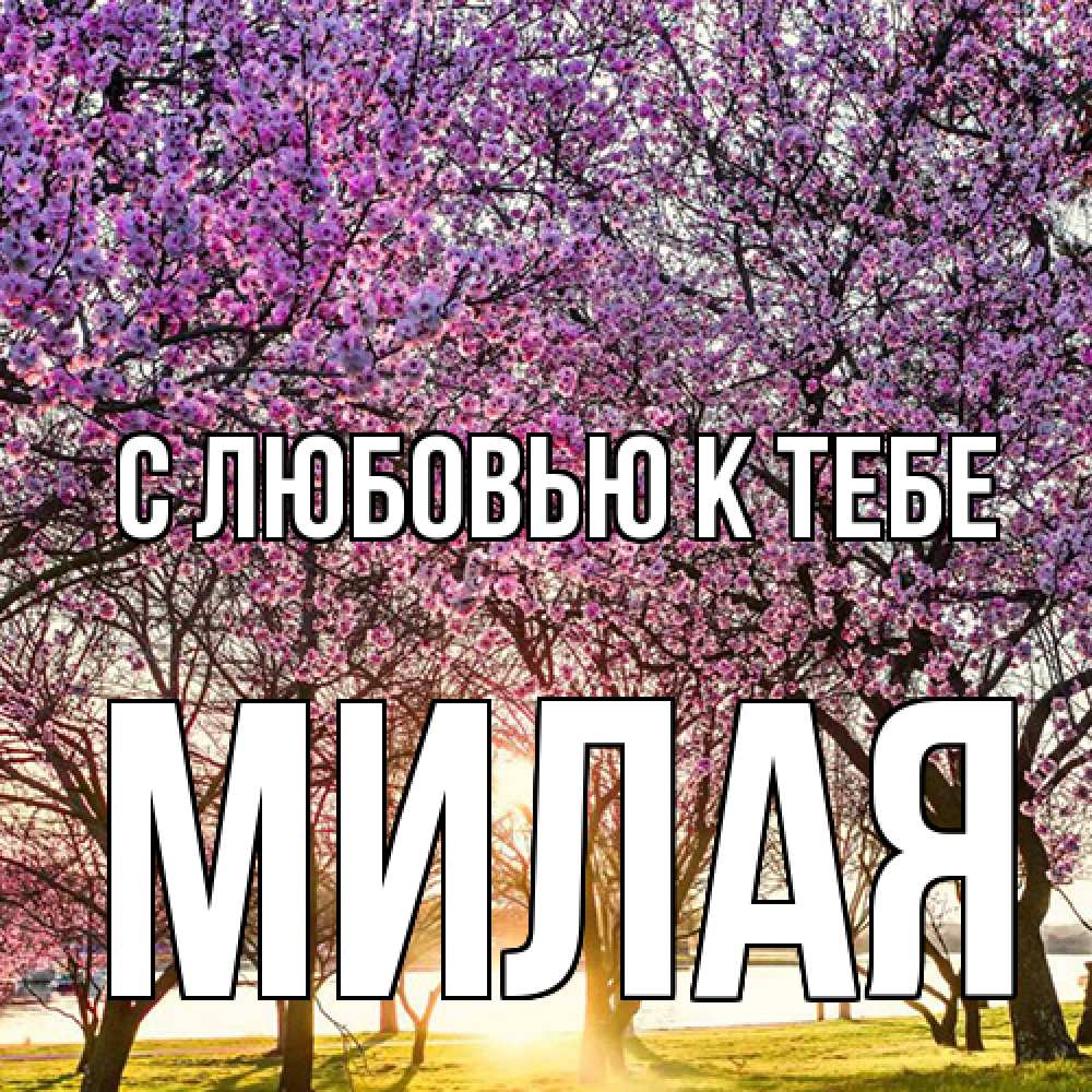 Открытка  с именем. МИЛАЯ, С любовью к тебе  