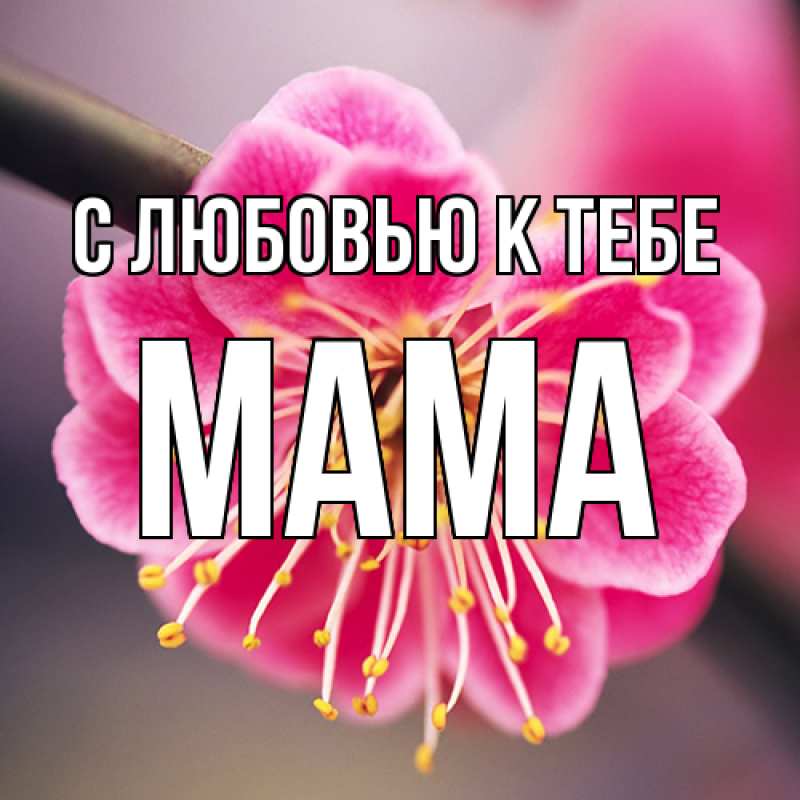 Картинка С любовью к тебе, Мама