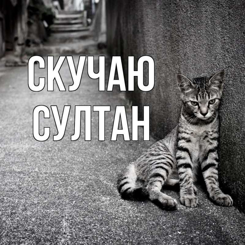 Картинка Скучаю, Султан