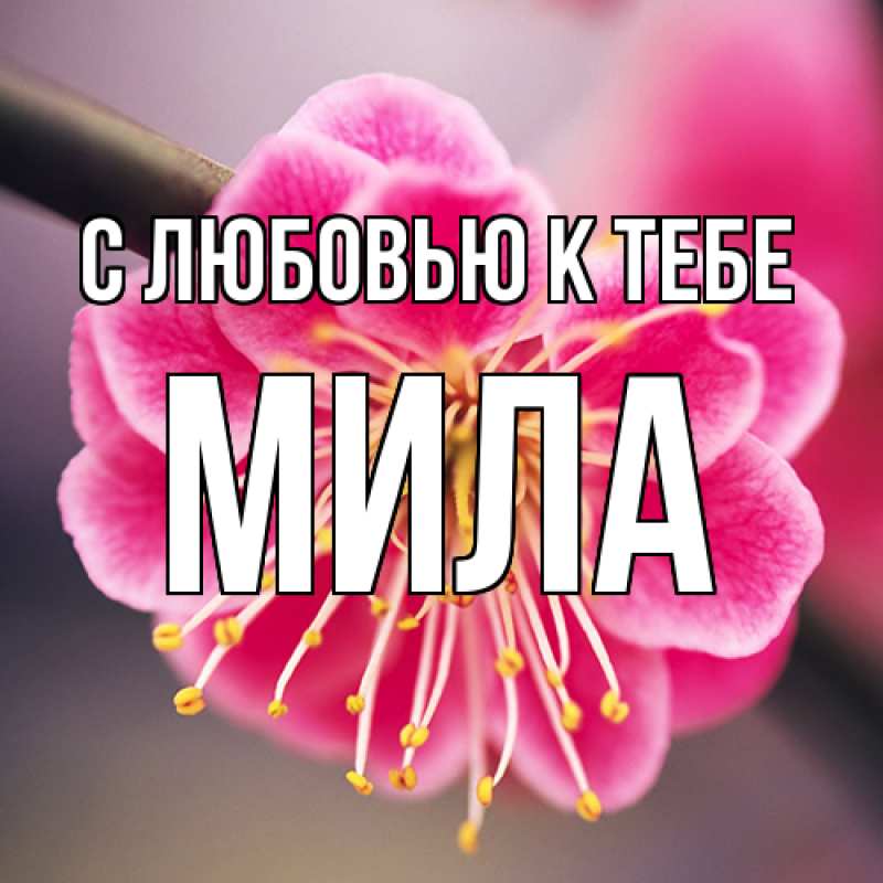 Открытка с именем, Мила, С любовью к тебе