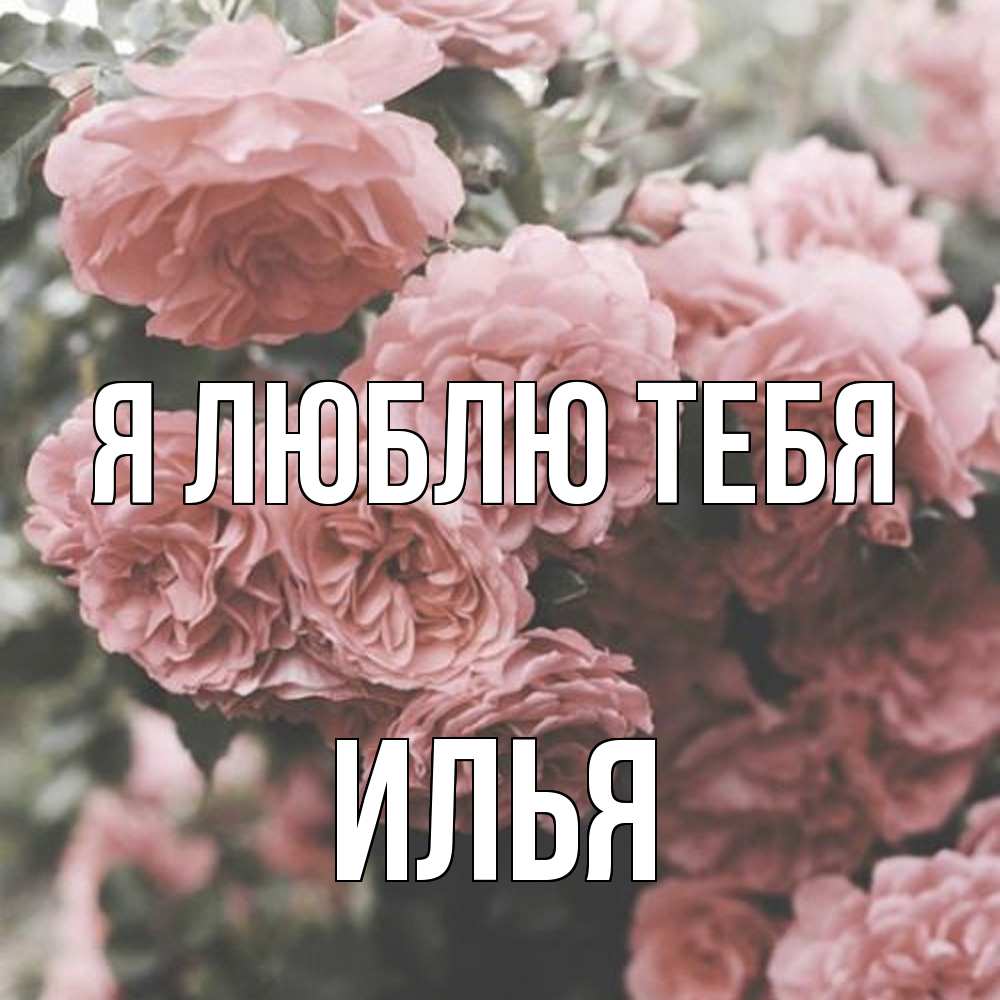 Открытка  с именем. Илья, Я люблю тебя  