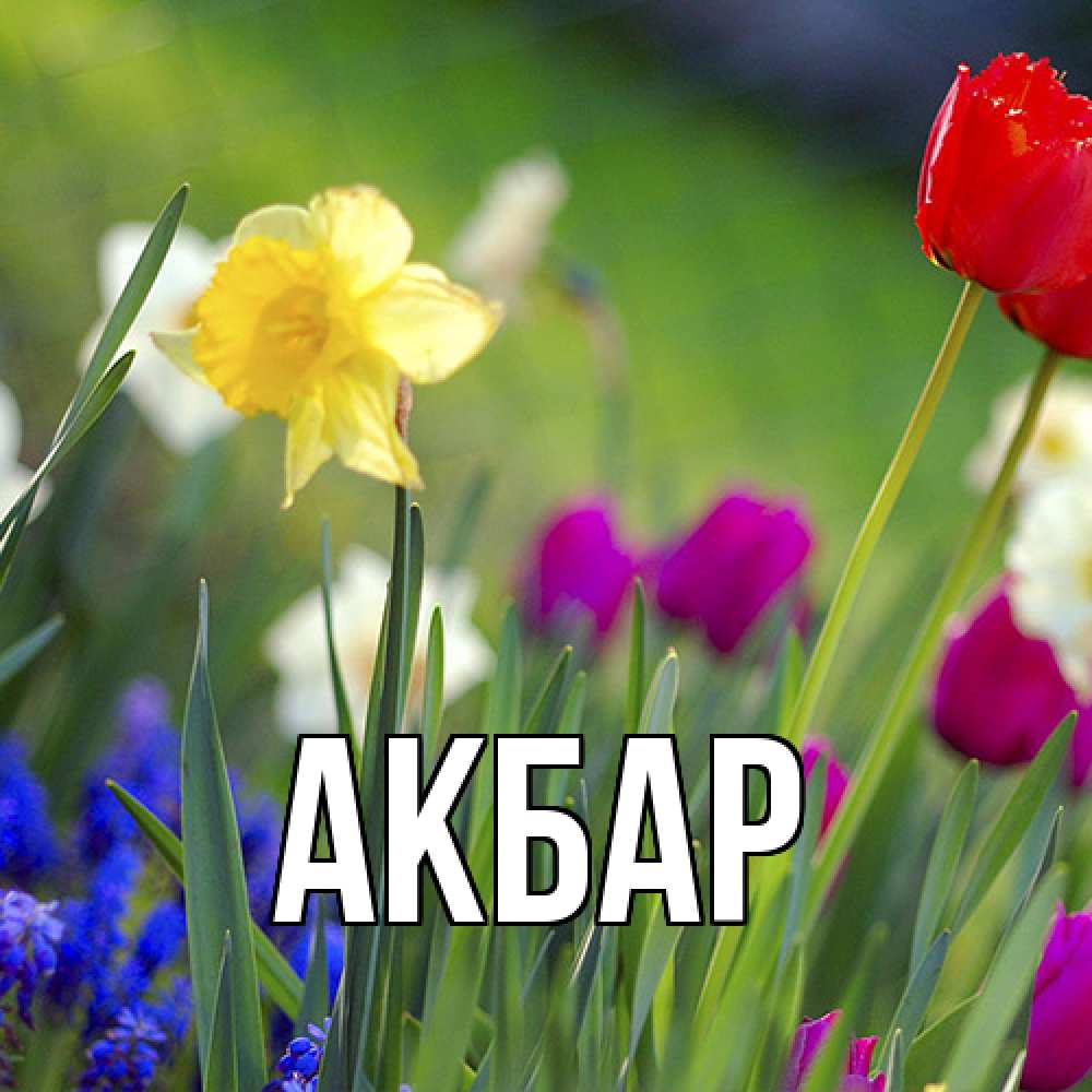 Открытка  с именем. Акбар, Главная  