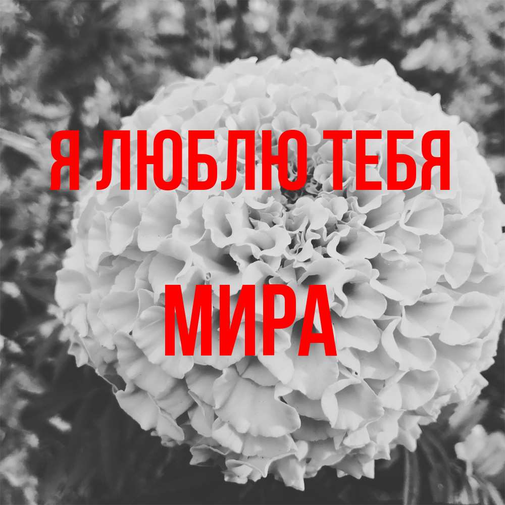 Открытка  с именем. Мира, Я люблю тебя  