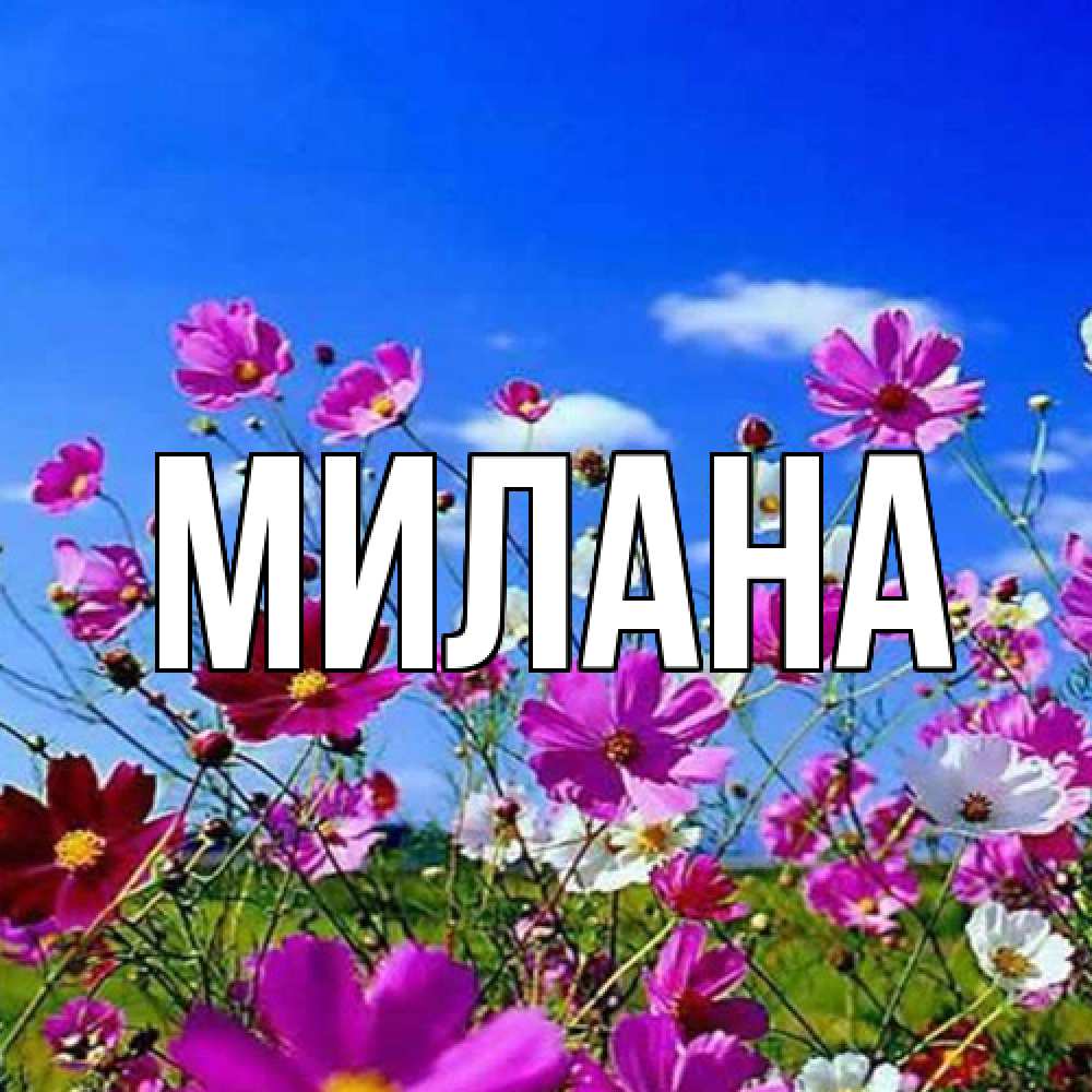 Открытка  с именем. Милана, Главная  