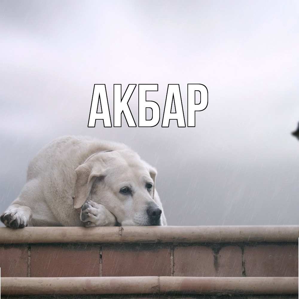 Открытка  с именем. Акбар, Главная  