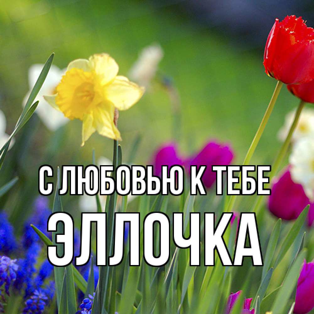 Открытка  с именем. Эллочка, С любовью к тебе  