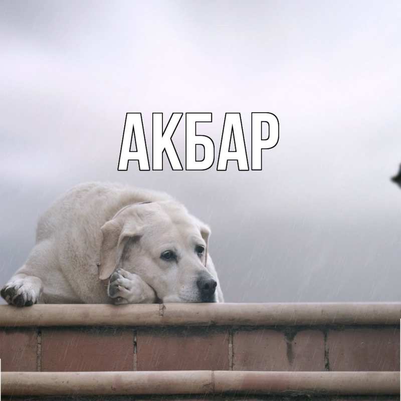 Картинка  с именем , Акбар