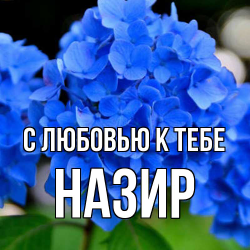Картинка С любовью к тебе, Назир