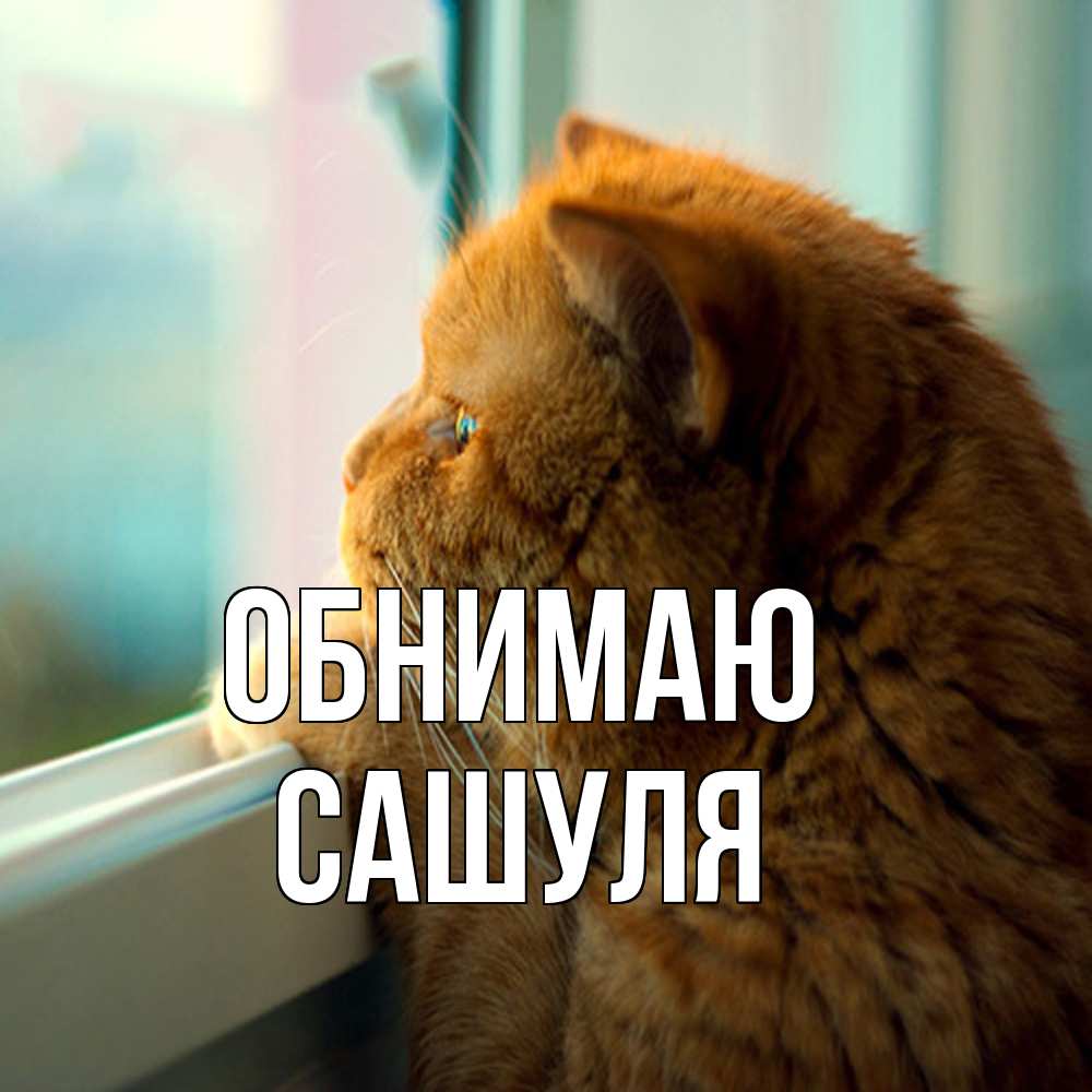 Открытка  с именем. Сашуля, Обнимаю  